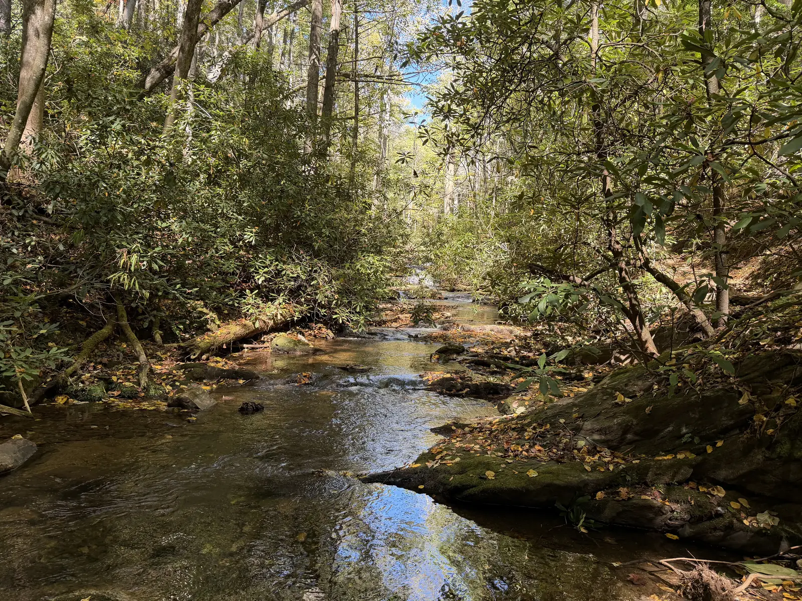 A clear mountain creek running over mossy rocks under rhododendron and hardwoods along the Raven Cliffs trail near Helen, Georgia